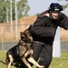 Australian military working dog teams provide security at RAAF Base Darwin during Talisman Sabre 2011