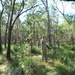 US, Australian Defence Force troops train in Shoalwater Bay Training Area during Talisman Sabre 2011