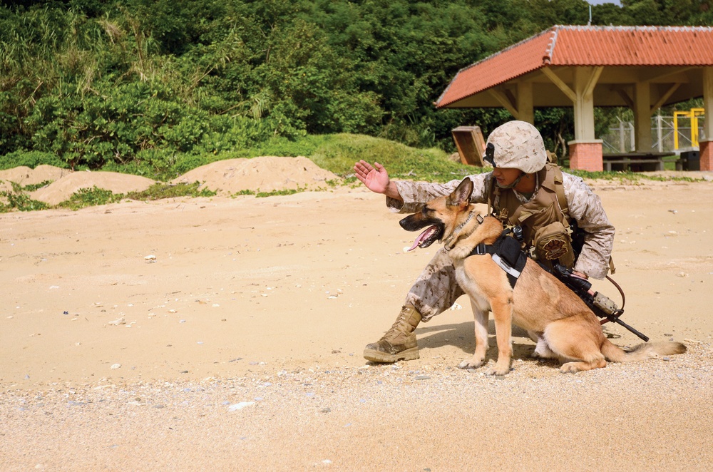 Specialized search dogs add new weapon to fight against IEDs