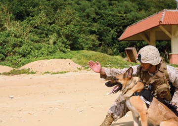 Specialized search dogs add new weapon to fight against IEDs