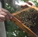 Honey equals money in Helmand province
