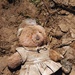 Corps park ranger, Missouri native lends helping hand in Joplin