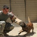 Military working dogs