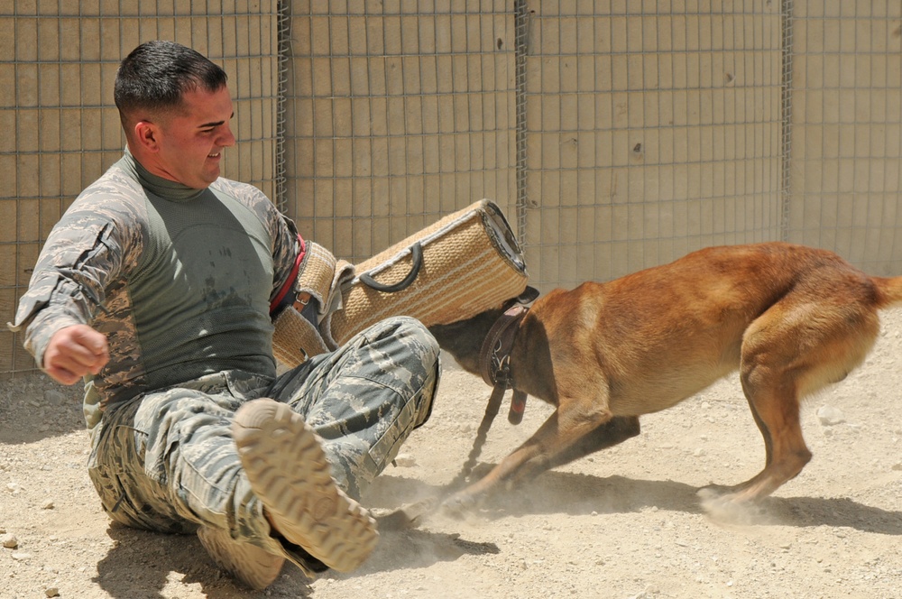 Military working dogs