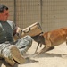 Military working dogs