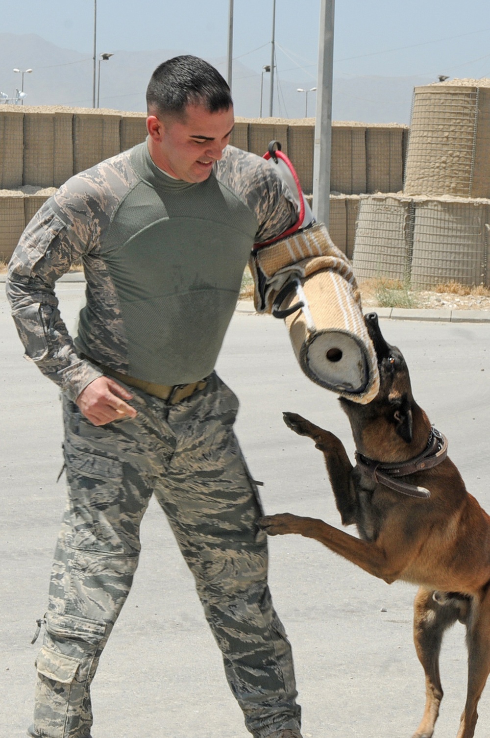 Military working dogs