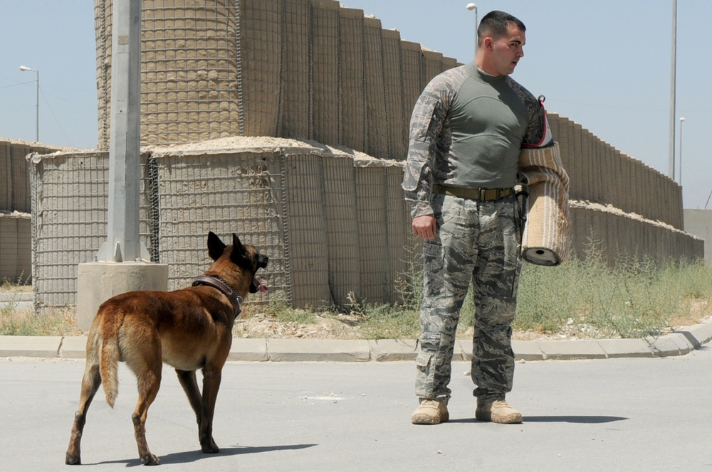 Military working dogs