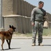 Military working dogs
