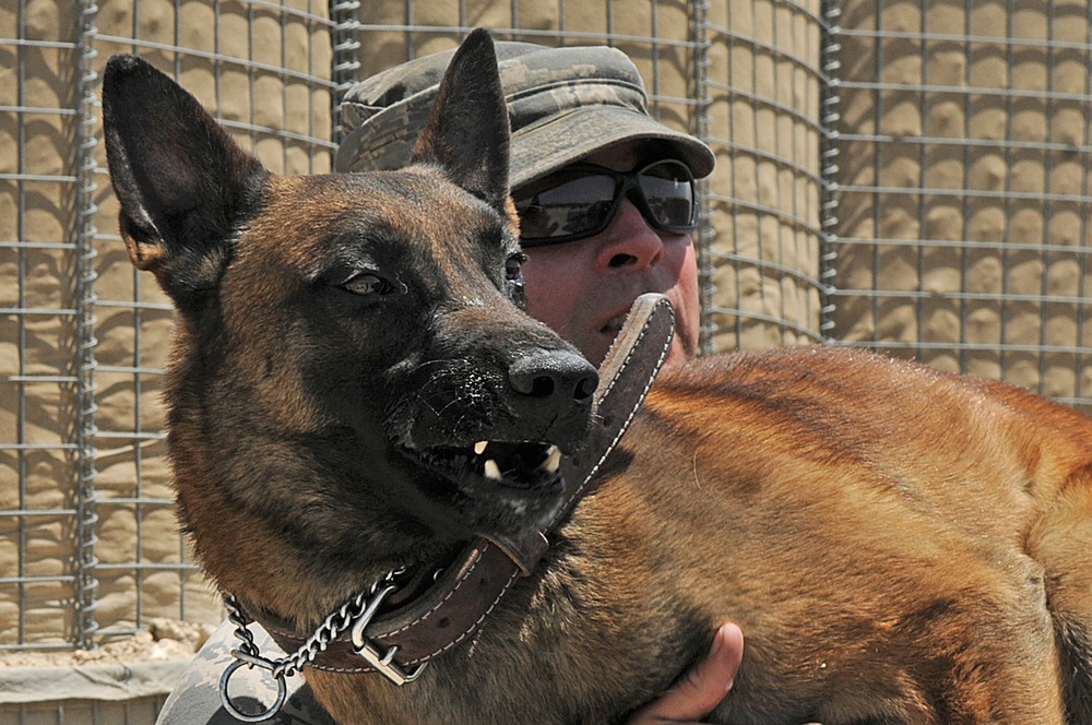 Military working dogs