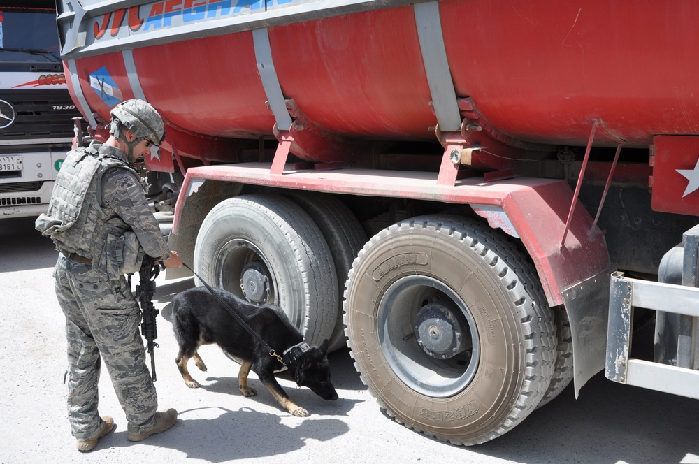 Military working dogs get nosy in bad guys' business