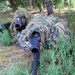 Air Force sniper team practices at Joint Base Lewis-McChord