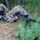 Air Force sniper team practices at Joint Base Lewis-McChord