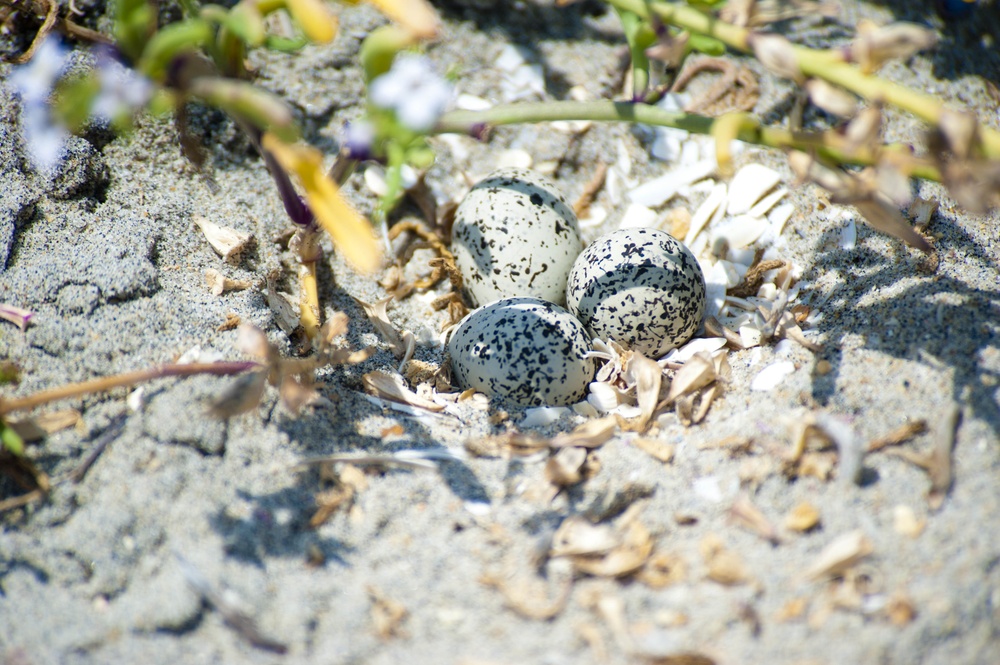 Nesting grounds protected at Naval Base Coronado