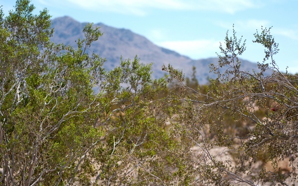 3-2 SBCT maneuvers through NTC