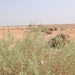 ‘Dragon’ Battalion forges 17th Iraqi Army Division’s first scout/snipers