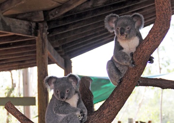 Marines, sailors care for Australian wildlife