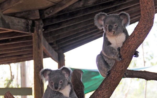 Marines, sailors care for Australian wildlife