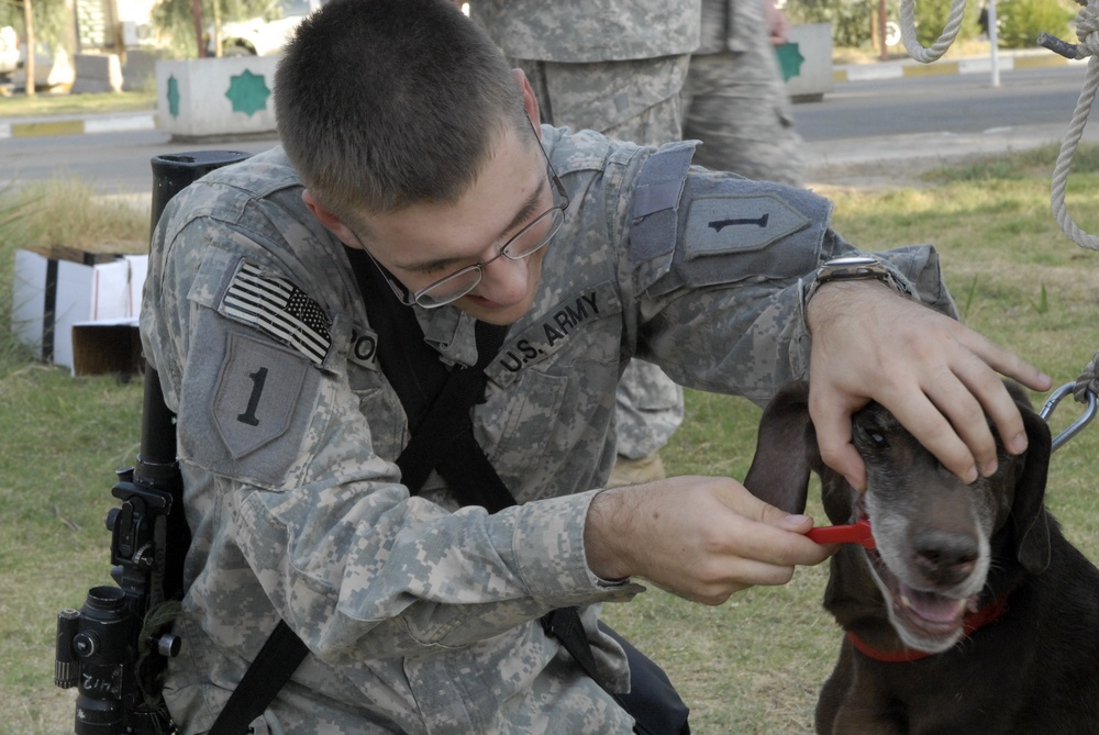 ‘Dagger’ Brigade soldiers train Iraqi army to utilize bomb-sniffing dogs