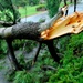 Hurricane Irene damage in DC