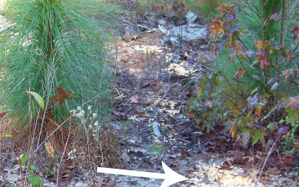 Bait n' wait: MCB Camp Lejeune to allow baiting for bow hunters