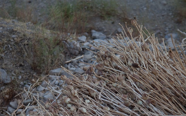 Operation Viper Slam in Wanake Valley