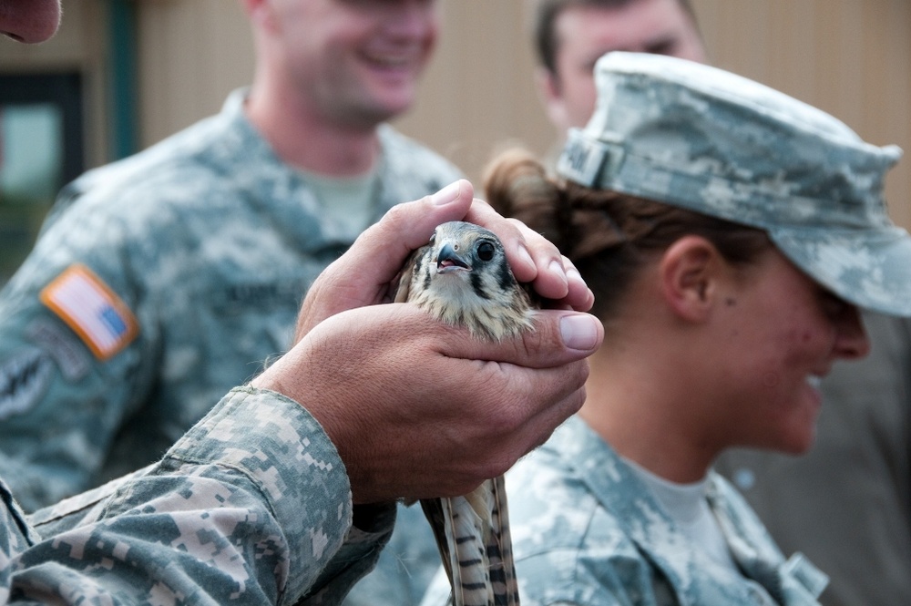 Raptors find new home at Atterbury