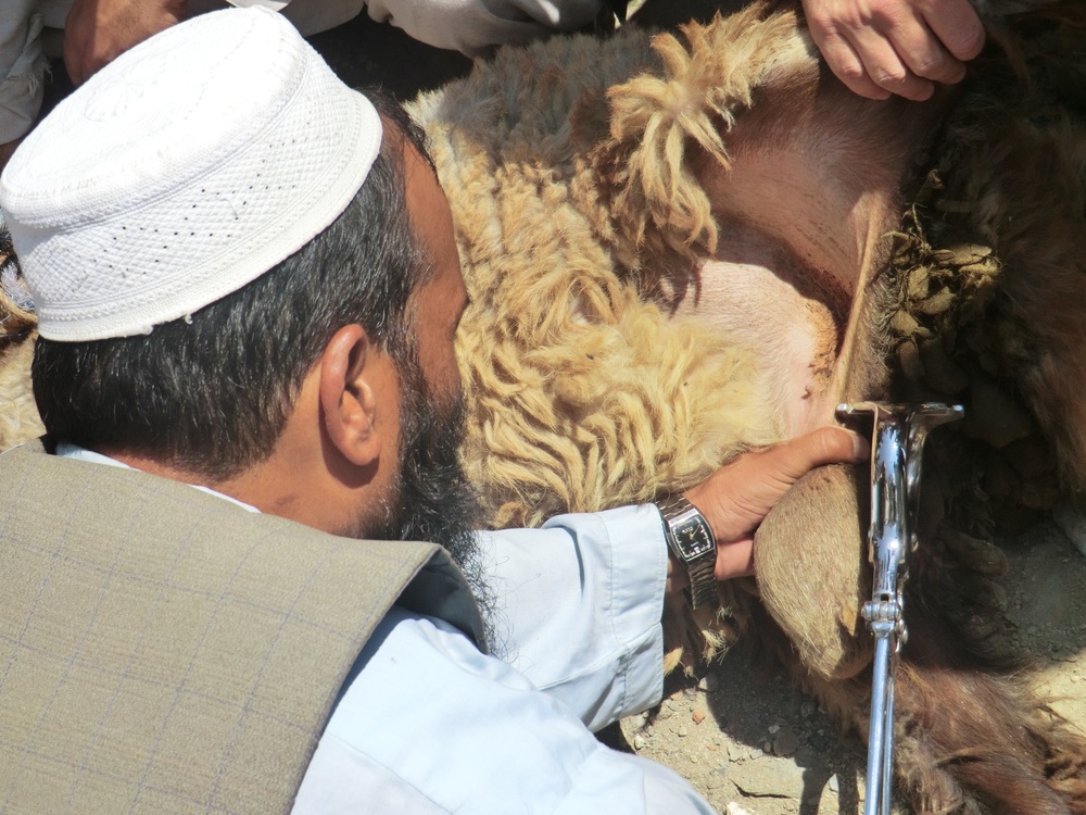 Castration training in Sayed Abad