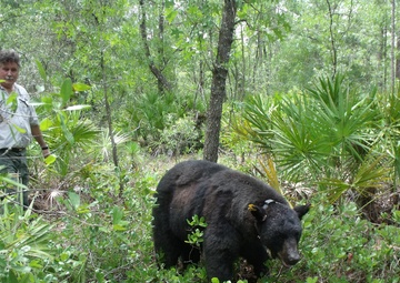 Wildlife study at National Guard training facility may yield insight into black bear behavior