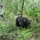 Camp Blanding bears