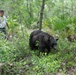 Camp Blanding bears