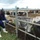Uganda, US Come Together For Animal Education