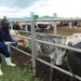 Uganda, US Come Together For Animal Education