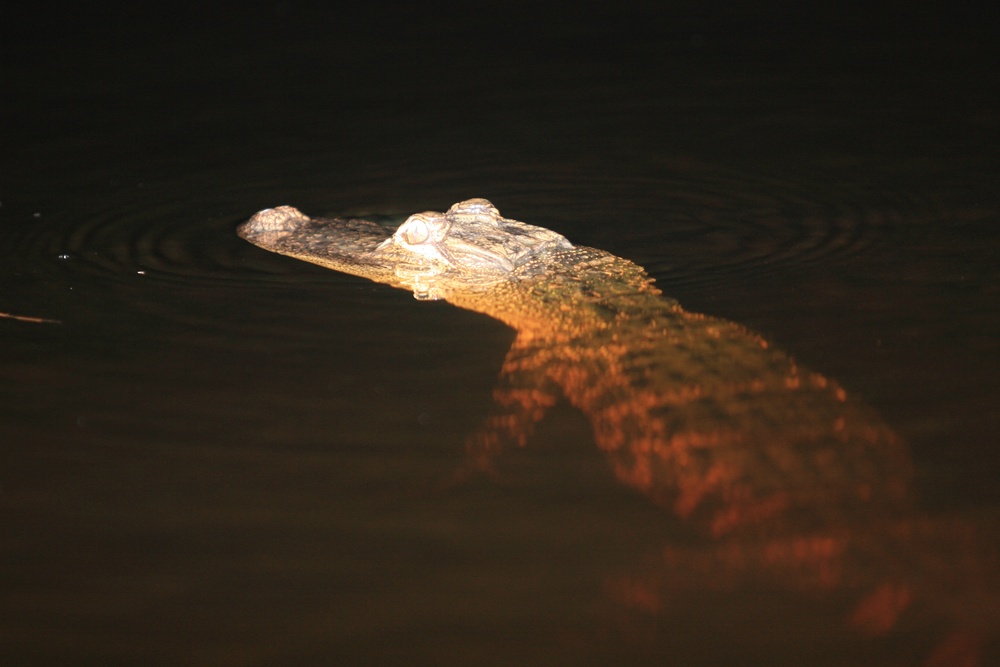 New River Environmental surveys alligator population