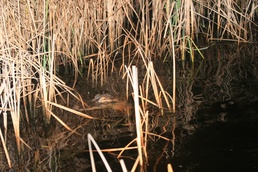 New River Environmental surveys alligator population