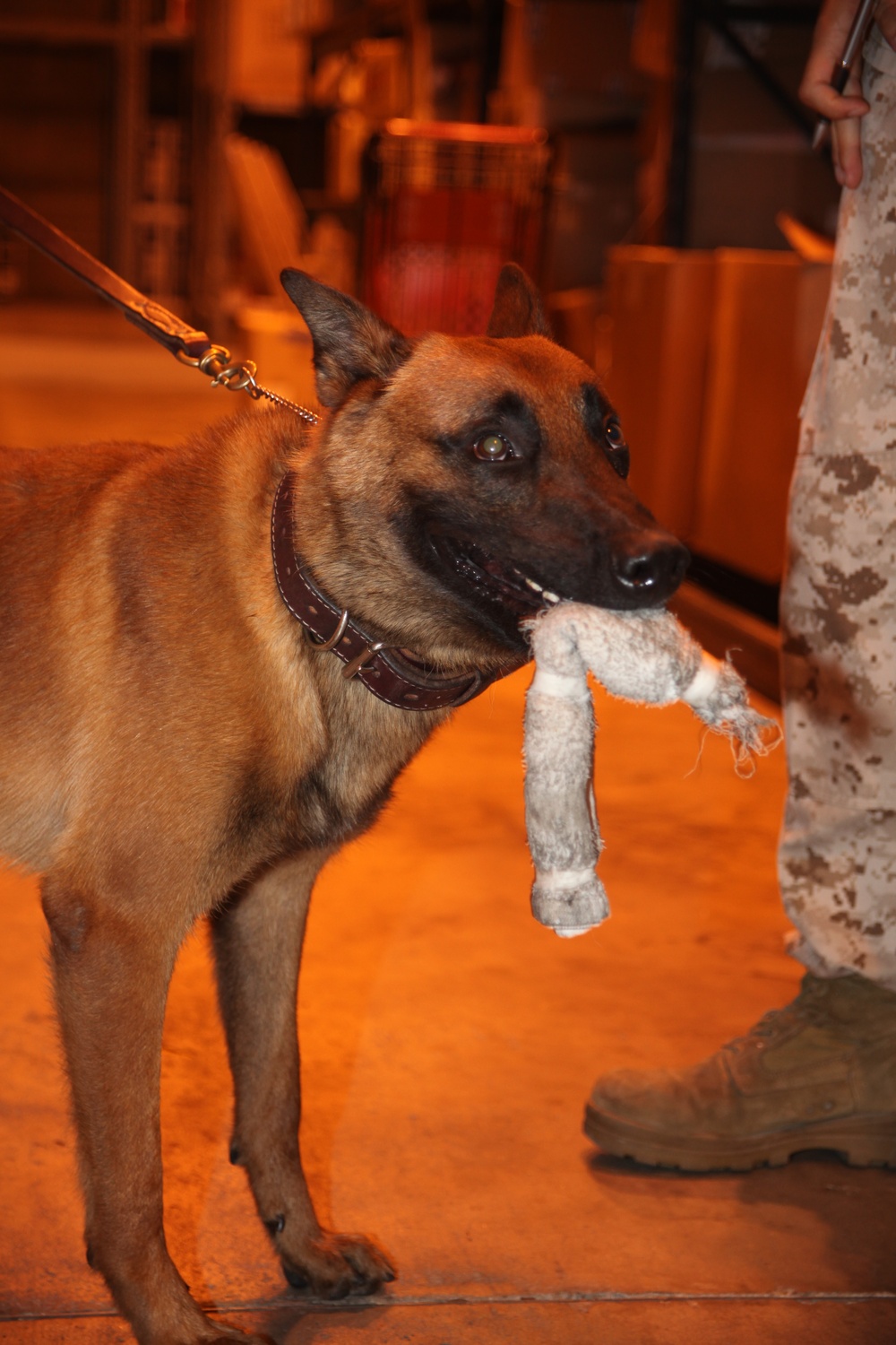 Cherry Point K-9 handlers keep dogs ready for war