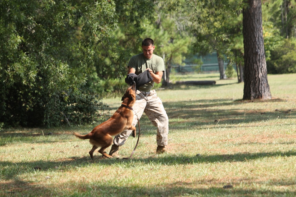 Cherry Point K-9 handlers keep dogs ready for war
