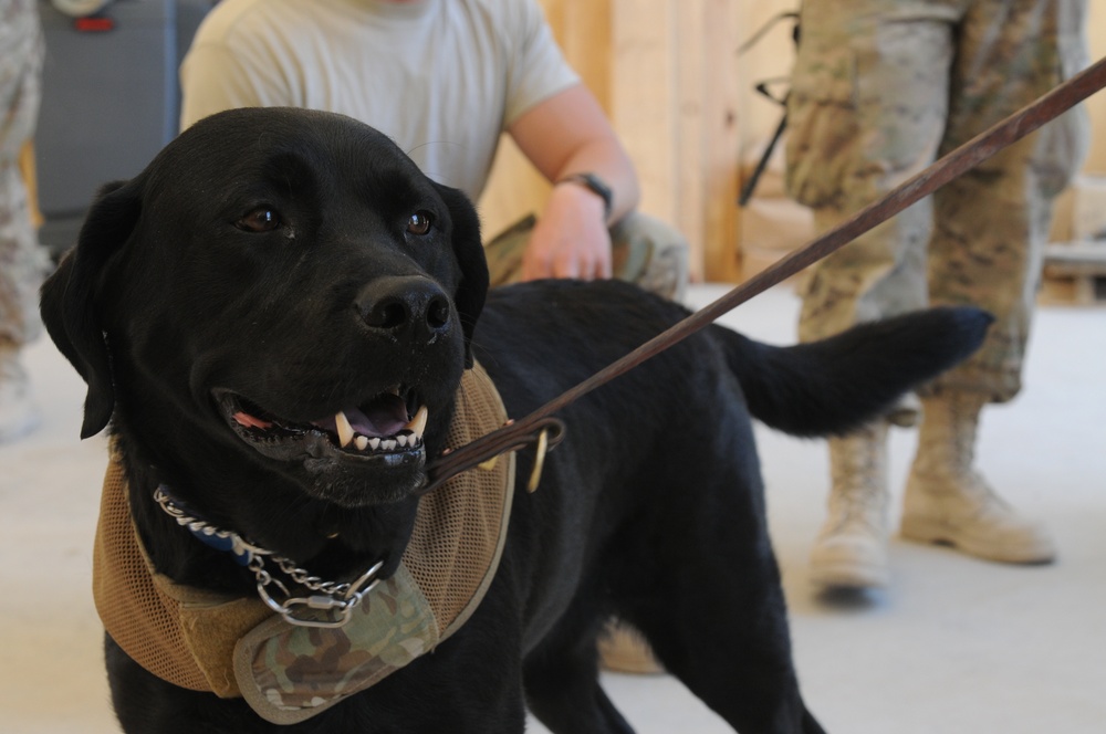 Therapy dog visits Spin Boldak