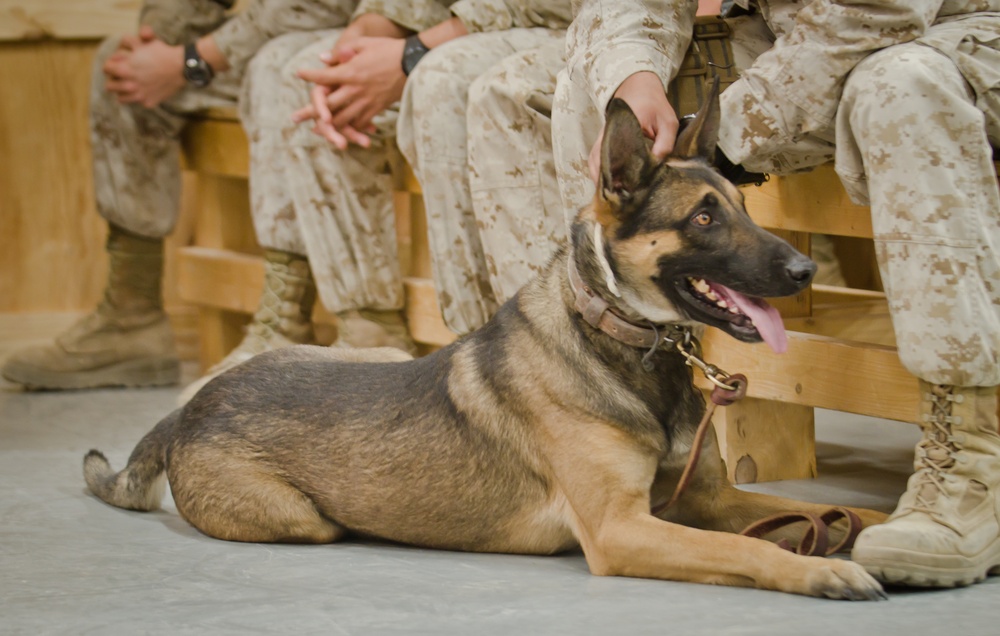 Elite dog handler honored at Camp Leatherneck