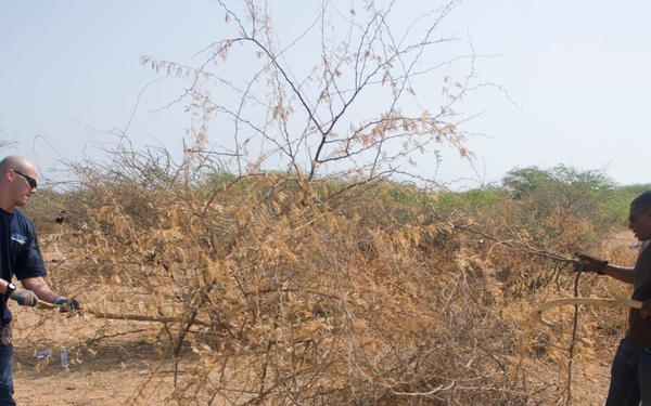 Clearing the way for big cats