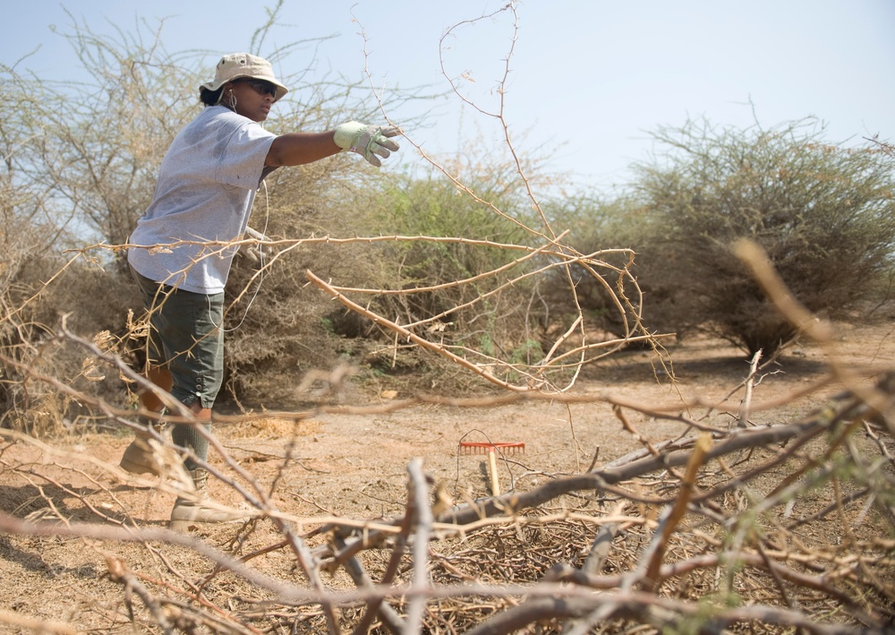 Clearing the way for big cats
