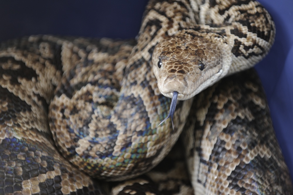 DVIDS - News - Cuban boas make themselves at home in the midst of historic  military base