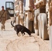 Detection team sharpens skills, protects Marines from IED