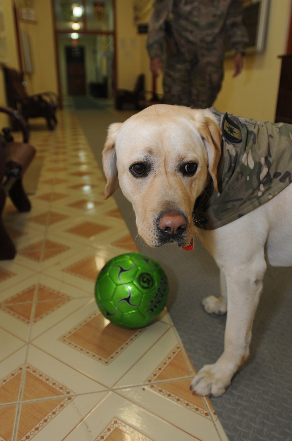 Dog and owner help relieve battle stress for deployed soldiers