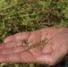 Millet crop at Kaw yielding benefits to lake and local community