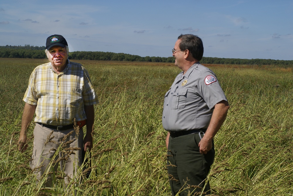 Millet crop at Kaw yielding benefits to lake and local community