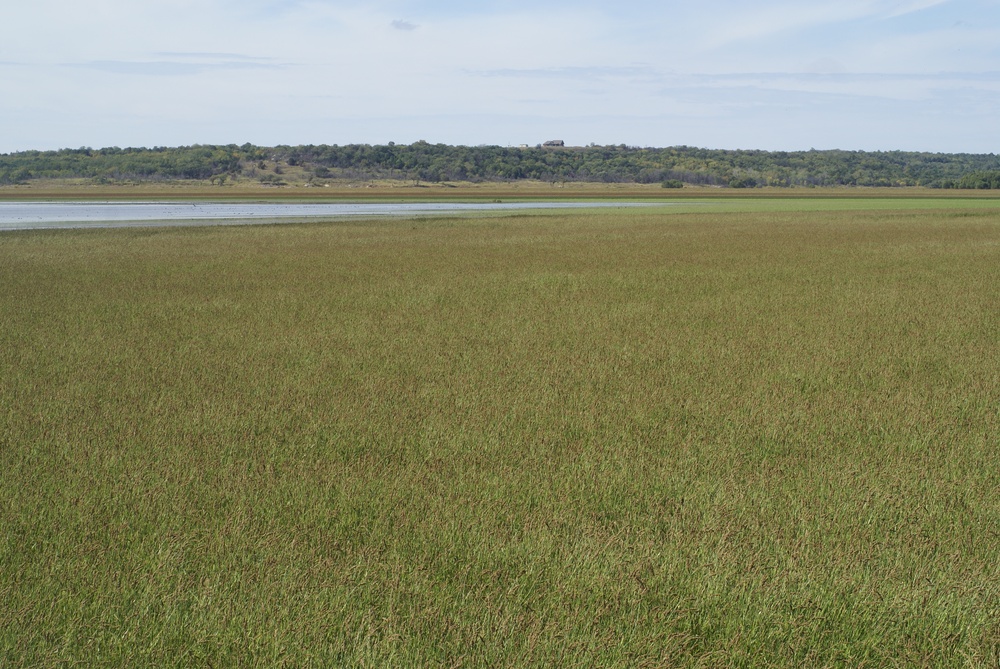 Millet crop at Kaw yielding benefits to lake and local community