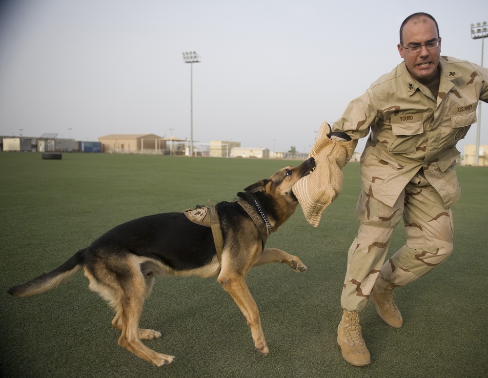 K-9s stand guard in Africa