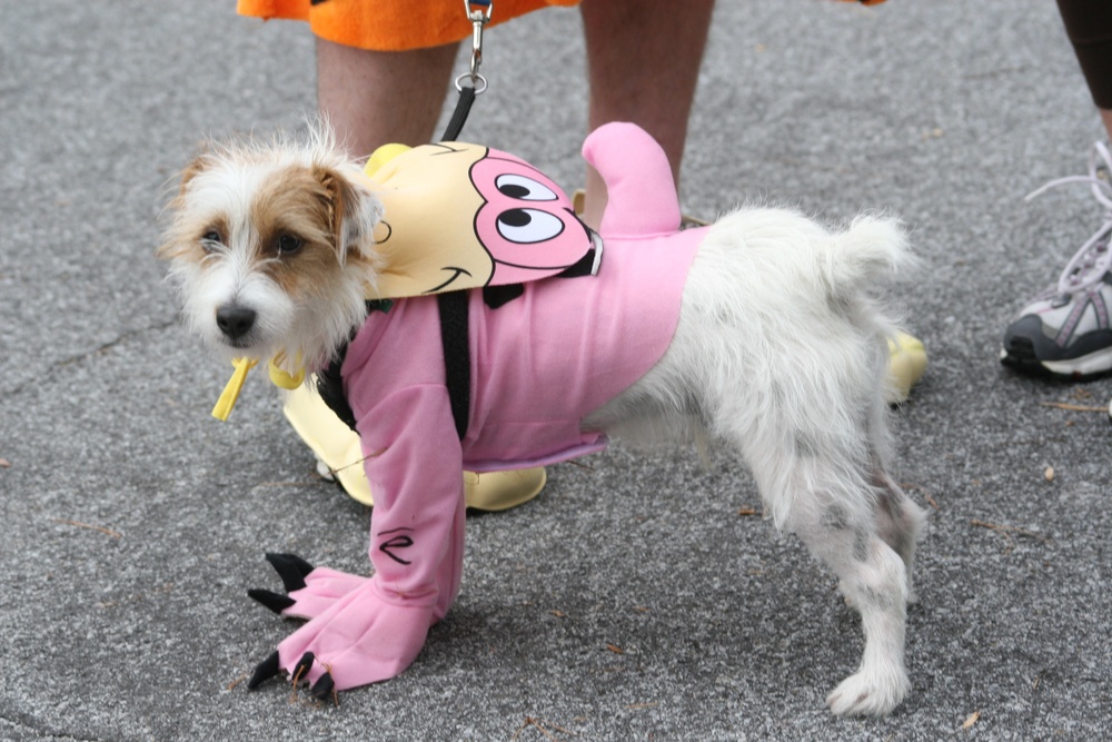 Halloween fun: Participants walk, run