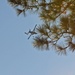 ‘Jumping into the Thick of It:’ Engineers conduct Rough Terrain Airborne Operations