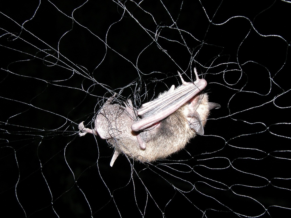 Bat research ongoing in Upper Connecticut River Basin